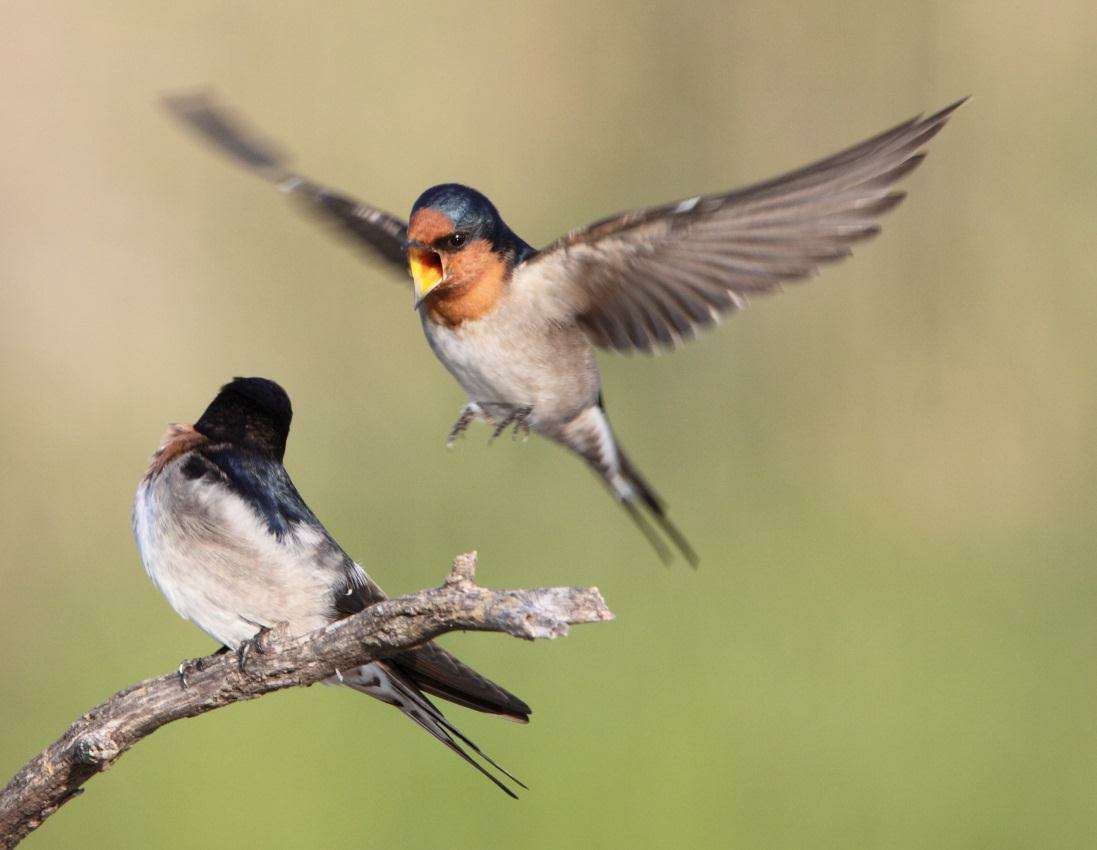 Welcome Swallows. Photo: Russell Jones